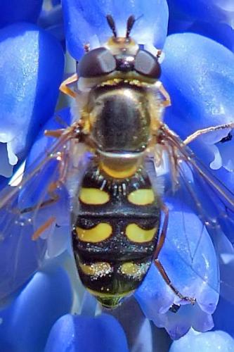 Réf. 201 703 : Eupeodes luniger